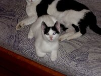 i gata me ti mama.jpg