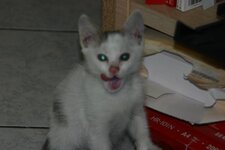 xouliganaki 2010 021.jpg