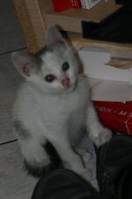 xouliganaki 2010 022.jpg