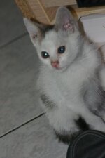 xouliganaki 2010 023.jpg