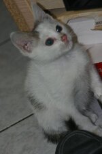 xouliganaki 2010 024.jpg