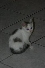 xouliganaki 2010 029.jpg