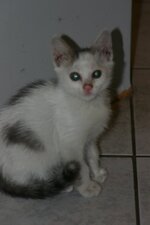 xouliganaki 2010 033.jpg