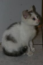 xouliganaki 2010 034.jpg