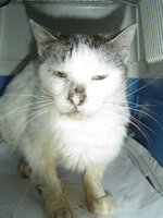 Sterilizations on 15th of May 003.JPG