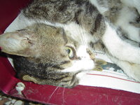 Sterilizations on 15th of May 005.JPG