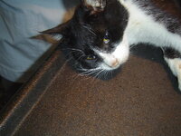 Sterilizations on 15th of May 007.JPG