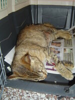 Sterilizations on 15th of May 011.JPG