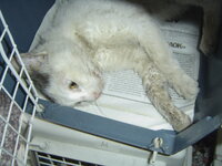 Sterilizations on 15th of May 013.JPG