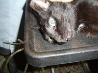 Sterilizations on 15th of May 010.JPG