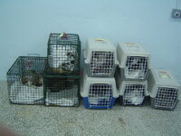 Sterilizations in UVC on 21th of May 001.JPG