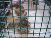 Sterilizations in UVC on 21th of May 002.JPG