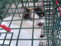 Sterilizations in UVC on 21th of May 004.JPG