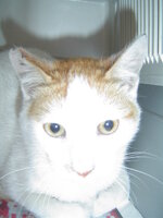 Sterilizations in UVC on 21th of May 006.JPG