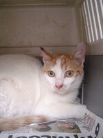 Sterilizations in UVC on 21th of May 007.JPG