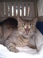 Sterilizations in UVC on 21th of May 009.JPG