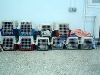 Sterilizations on 25th of may with the vets from University 001.JPG