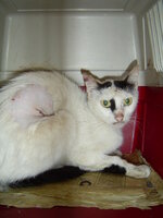 Sterilizations on 25th of may with the vets from University 002.JPG