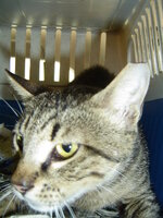 Sterilizations on 25th of may with the vets from University 003.JPG