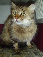 Sterilizations on 25th of may with the vets from University 004.JPG