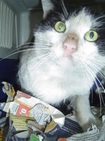 Sterilizations on 25th of may with the vets from University 005.JPG