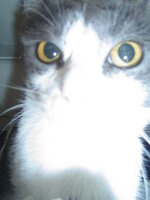 Sterilizations on 25th of may with the vets from University 006.JPG