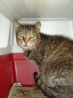 Sterilizations on 25th of may with the vets from University 007.JPG