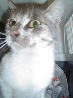 Sterilizations on 25th of may with the vets from University 008.JPG