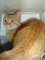 Sterilizations on 25th of may with the vets from University 009.JPG