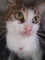 Sterilizations on 25th of may with the vets from University 010.JPG