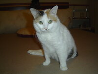 Γατες μου 029.JPG