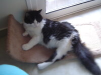 Οι Γατες μου 029.JPG