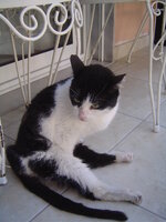 Οι Γατες μου 023.JPG