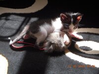 Εικόνα 172.jpg