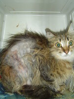 Sterilizations in UVC on 28th of May 005.JPG