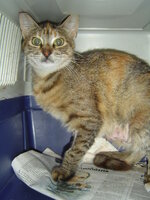 Sterilizations in UVC on 28th of May 010.JPG