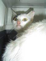 Sterilizations in UVC on 28th of May 011.JPG