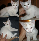 zaharitsa 4 mazi.jpg