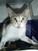 Sterilizations with the vets from the UVC on 1 of June 001.JPG Sterilizations with the vets from the UVC on 1 of June 001.JPG