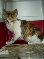 Sterilizations with the vets from the UVC on 1 of June 002.JPG Sterilizations with the vets from the UVC on 1 of June 002.JPG