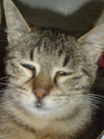 Sterilizations with the vets from the UVC on 1 of June 004.JPG Sterilizations with the vets from the UVC on 1 of June 004.JPG