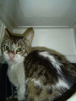 Sterilizations with the vets from the UVC on 1 of June 005.JPG Sterilizations with the vets from the UVC on 1 of June 005.JPG