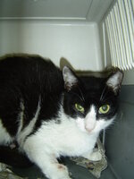 Sterilizations with the vets from the UVC on 1 of June 006.JPG Sterilizations with the vets from the UVC on 1 of June 006.JPG