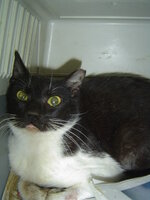 Sterilizations with the vets from the UVC on 1 of June 007.JPG Sterilizations with the vets from the UVC on 1 of June 007.JPG