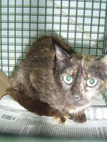 Sterilizations with the vets from the UVC on 1 of June 008.JPG Sterilizations with the vets from the UVC on 1 of June 008.JPG