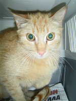 Sterilizations with the vets from the UVC on 1 of June 009.JPG Sterilizations with the vets from the UVC on 1 of June 009.JPG