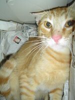 Sterilizations with the vets from the UVC on 1 of June 010.JPG Sterilizations with the vets from the UVC on 1 of June 010.JPG