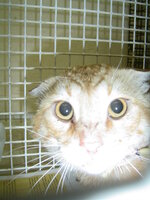 Sterilizayions with the vets of UVC on 1 of June 001.JPG Sterilizayions with the vets of UVC on 1 of June 001.JPG