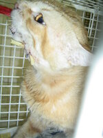 Sterilizayions with the vets of UVC on 1 of June 002.JPG Sterilizayions with the vets of UVC on 1 of June 002.JPG