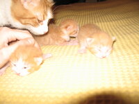 Janis giving birth 2-5-2010 033 (2).JPG